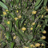 ORQUÍDEA BULBOPHYLLUM ODORATISSIMUM
