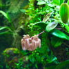 ORQUÍDEA BULBOPHYLLUM SIKKIMENSE