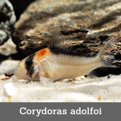 Corydoras adolfoi