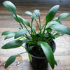 CRYPTOCORYNE NEVELLII