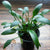CRYPTOCORYNE NEVELLII