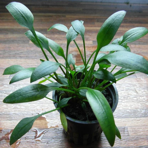 CRYPTOCORYNE NEVELLII