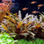 CRYPTOCORYNE WENDTII BROWN