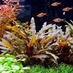 CRYPTOCORYNE WENDTII BROWN