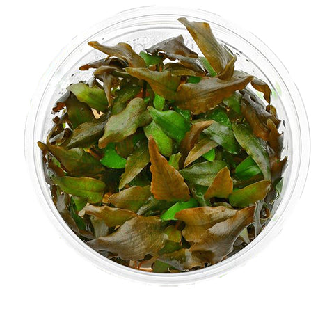 Cryptocoryne wendtii "rubella" In vitro