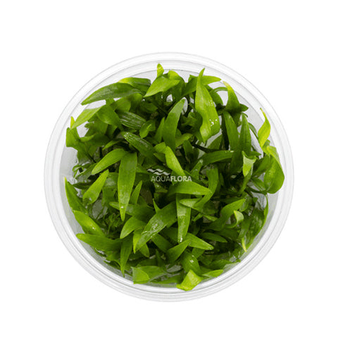 Cryptocoryne X willisii In vitro