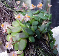 Dendrobium Lichenastrum