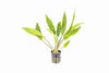 CRYPTOCORYNE UNDUATA