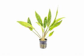 CRYPTOCORYNE UNDUATA