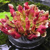 Sarracenia purpurea
