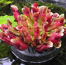 Sarracenia purpurea