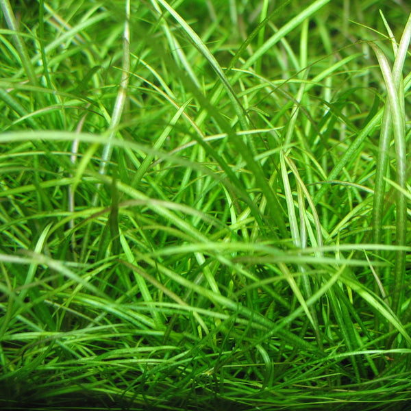 ECHINODORUS TENELLUS