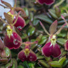 ORQUÍDEA EPIDENDRUM PORPAX