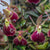 ORQUÍDEA EPIDENDRUM PORPAX