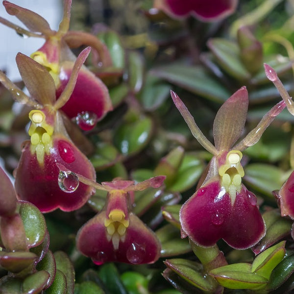 ORQUÍDEA EPIDENDRUM PORPAX