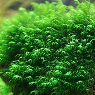 FISIDENS FONTANUS