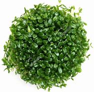 GLOSSOSTIGMA ELATINOIDES IN VITRO