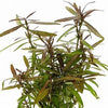 HYGROPHYLA LANCEA "SP ARAGUAIA" IN VITRO