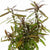 HYGROPHYLA LANCEA "SP ARAGUAIA" IN VITRO