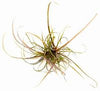 ECHINODORUS TENELLUS IN VITRO