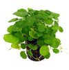 Hydrocotyle verticillata en Maceta