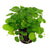 Hydrocotyle verticillata en Maceta