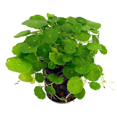 Hydrocotyle verticillata en Maceta