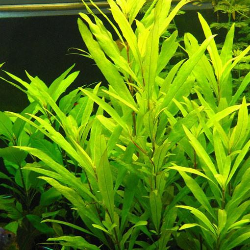 HYGROPHILA CORYMBOSA