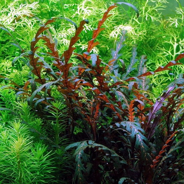 HYGROPHILA PINNATIFIDA