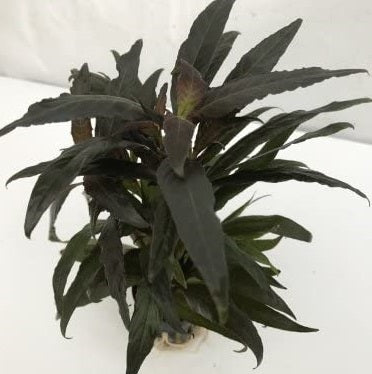 HYGROPHILA RUBRA