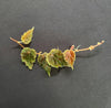BEGONIA DODSONII