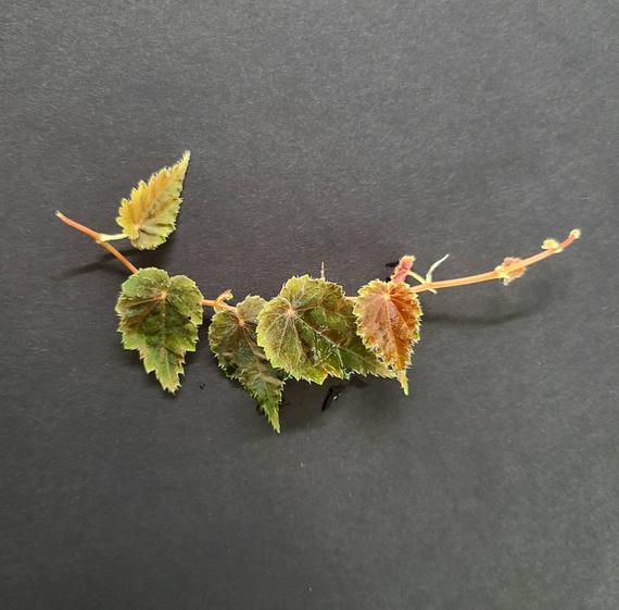 BEGONIA DODSONII