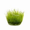 LEPTODICTYUM RIPARIUM IN VITRO