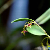 ORQUIDEA LEPANTHES TERETIPELATA