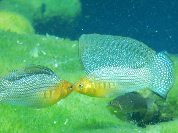 Pareja Poecilia Velifera Wild
