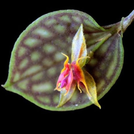ORQUÍDEA LEPANTHES OVA-RAJAE