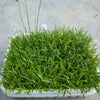LILAEOPSIS BRASILIENSIS