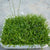 LILAEOPSIS BRASILIENSIS