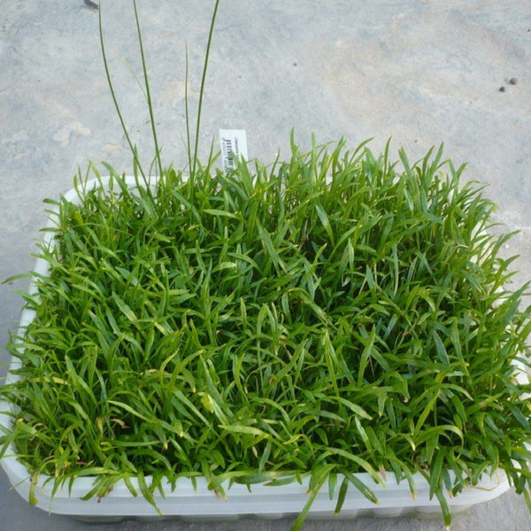 LILAEOPSIS BRASILIENSIS