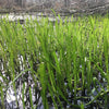 LILAEOPSIS CAROLINENSIS