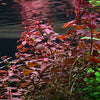 LUDWIGIA PALUSTRIS