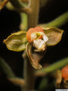 ORQUIDEA MACODES SANDERIANA