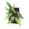 HELECHO MICROGRAMMA NITIDA
