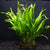 MICROSORIUM PTEROPUS MINI