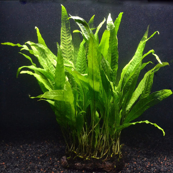 MICROSORIUM PTEROPUS MINI