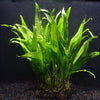 MICROSORIUM PTEROPUS