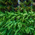HELECHO NEPHROLEPIS EXALTATA