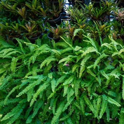 HELECHO NEPHROLEPIS EXALTATA