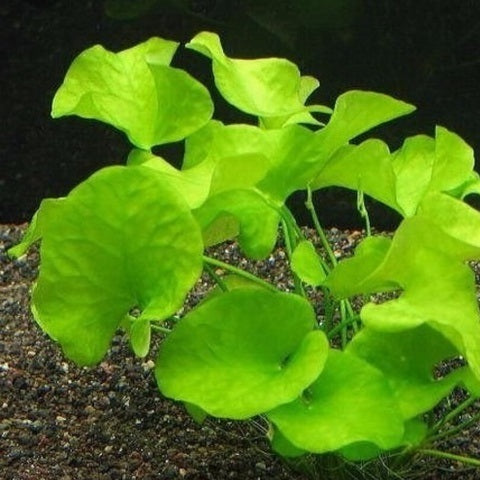 NYMPHOIDES SP.