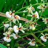 ORQUÍDEA SIGMATOSTALIX RADICANS